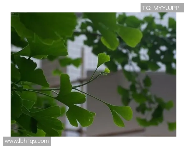 再续前缘的深刻含义与情感解读探讨